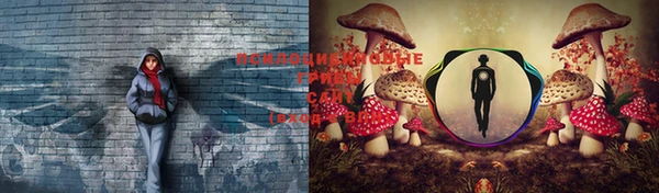 ГАЛЛЮЦИНОГЕННЫЕ ГРИБЫ Инсар